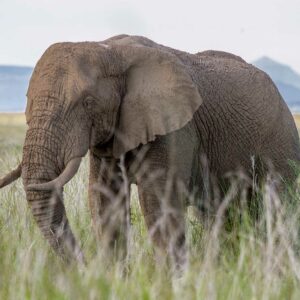 Male Elephant